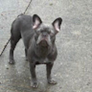 Meet your Posher, Awol